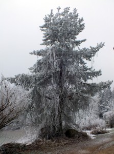 42 noch ein Zauberbaum